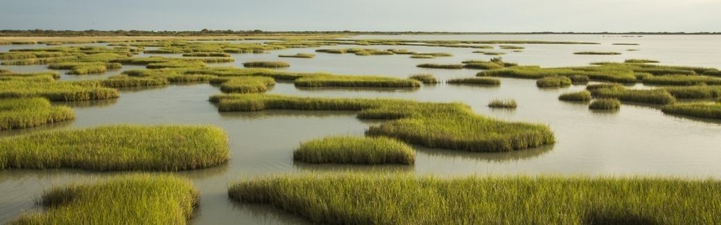 Tidal marsh grass islands separated by shallow winding channels